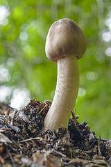 Image showing mushroom in natural ambiance