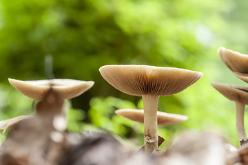 Image showing mushrooms in natural ambiance