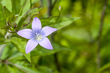 Image showing spreading bellflower bloom