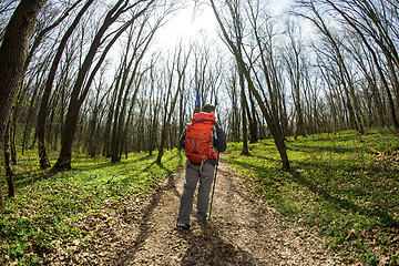 Image showing Male hiker looking to the side walking in forest