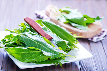 Image showing fresh sorrel