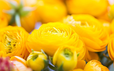 Image showing close up of beautiful yellow ranunculus flowers