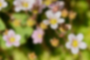 Image showing Blurred background of flowers