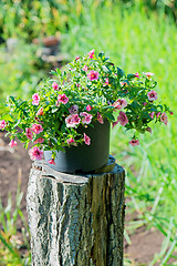 Image showing Pot of pink flowers