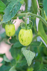 Image showing Small tomatoes growing