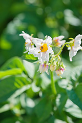 Image showing Flowering potatoes in the kitchen garden