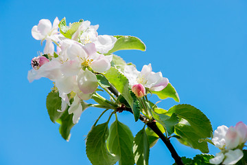 Image showing Apple tree blossom, macro