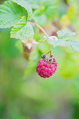 Image showing Raspberry bush with green berries