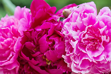 Image showing Macro shot of pink peony flowers