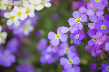 Image showing Backdrop of purple and white flowers