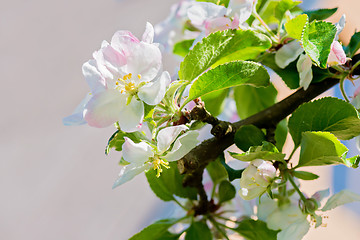 Image showing Blossom of apple tree, macro