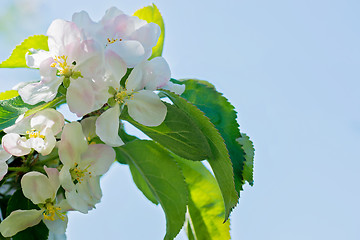 Image showing Blossom of apple tree, macro