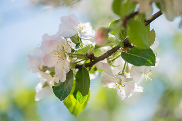 Image showing Blossom of apple tree, macro