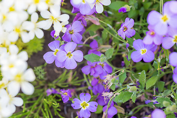 Image showing Background of flowers