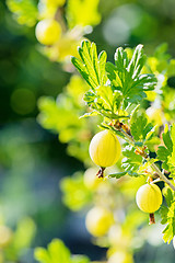 Image showing Gooseberry bush with green berries