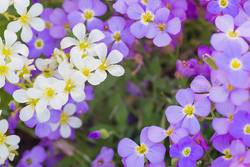 Image showing Background of white and purple flowers