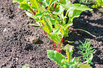 Image showing Young beet grows on a bed