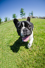 Image showing French bulldog on green grass