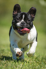 Image showing French bulldog on green grass