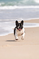 Image showing French bulldog on the beach