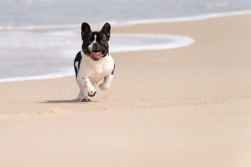 Image showing French bulldog on the beach