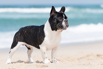 Image showing French bulldog on the beach