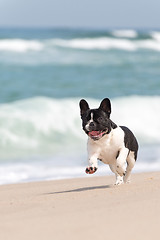 Image showing French bulldog on the beach