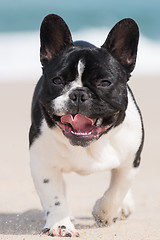 Image showing French bulldog on the beach