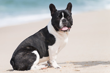 Image showing French bulldog on the beach