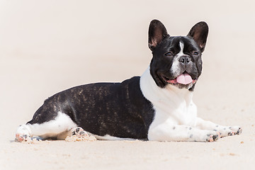 Image showing French bulldog on the beach