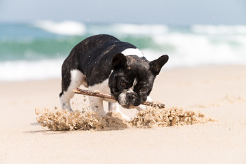 Image showing French bulldog on the beach