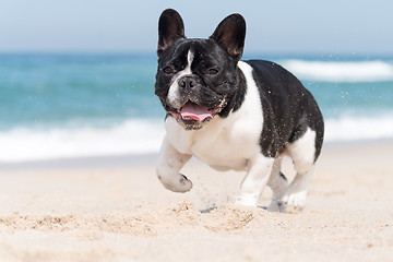 Image showing French bulldog on the beach