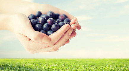 Image showing close up of woman hands holding blueberries
