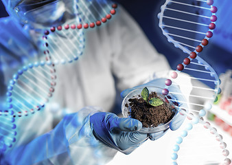 Image showing close up of scientist hands with plant and soil