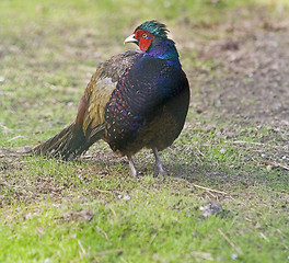 Image showing Pheasant