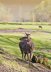 Image showing Brood buck