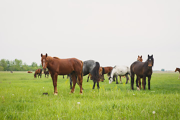 Image showing horses in the meadow