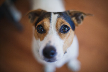 Image showing the dog looks at the camera