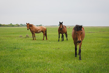 Image showing horses grazing in a meadow