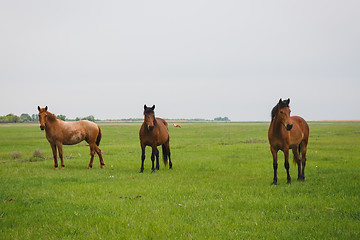 Image showing horses grazing in a meadow