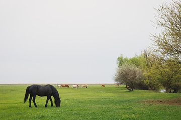 Image showing horse grazing in the meadow