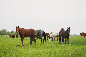 Image showing horses in the meadow