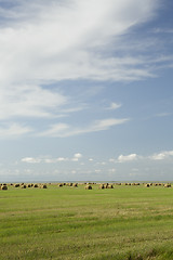 Image showing stack of hay lying in a field