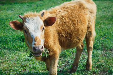 Image showing brown cow standing in the grass