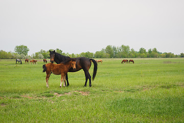 Image showing horse with foal