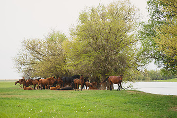 Image showing horses resting under trees by the river