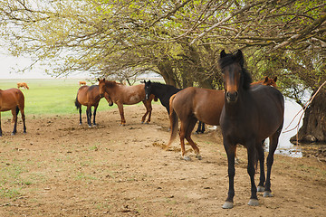 Image showing horses resting under trees by the river