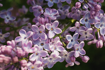 Image showing Branch with spring lilac flowers