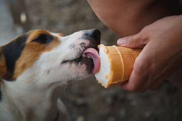 Image showing dog eats ice cream with hands