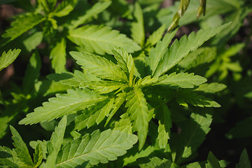 Image showing young bushes of cannabis
